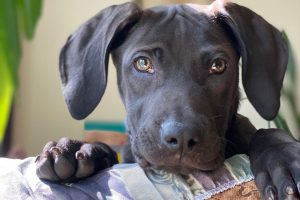 Remy, a 3 1/2-month-old Weimaraner mix peers over the couch in his new home, two weeks after being adopted. Senior Adria Wilson and her family adopted Remy from a rescue after deciding that now was the perfect time to make a new addition to the family.