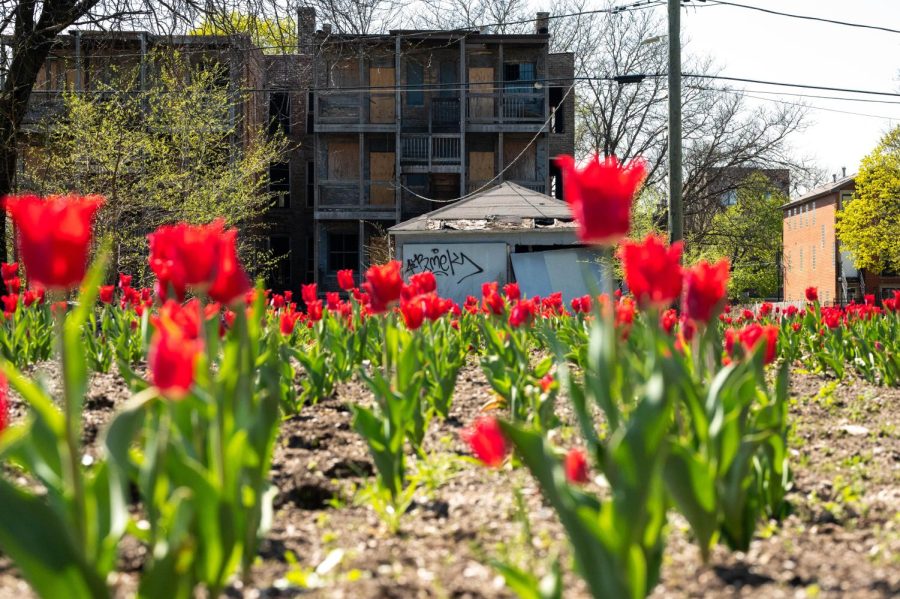 ROWS OF RED. As part of her project, “Redefining Redlining,” artist Amanda Williams planted 100,000 tulip bulbs in Washington Park to represent 21 demolished buildings. The display exhibits the impacts of redlining on the South Side and beyond. 