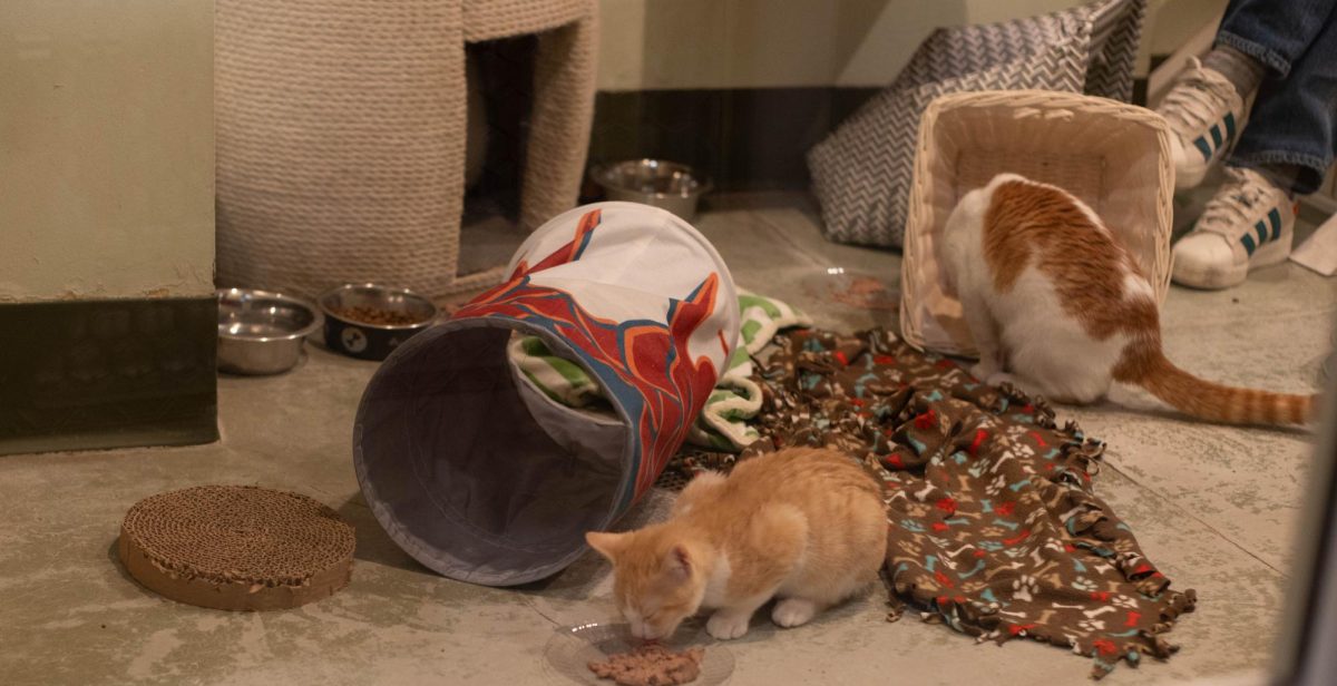 Cats mingle at an adoption center in Chicago.