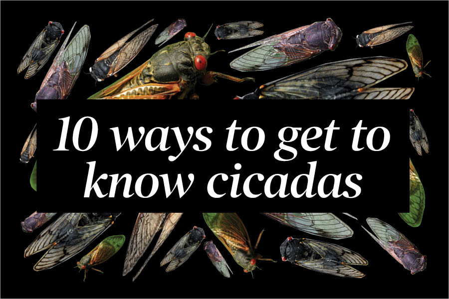 Explainer: 10 ways to get to know cicadas
