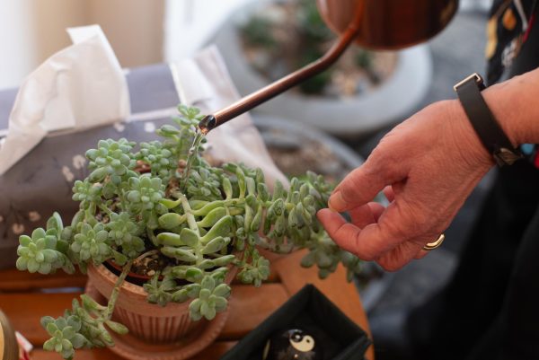 Green thumbs: Students, faculty create comfort and connection with houseplants