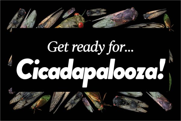 Navigation to Story: Get ready for… Cicadapalooza!