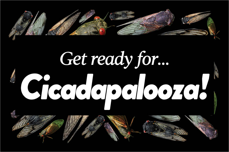 Get ready for… Cicadapalooza!