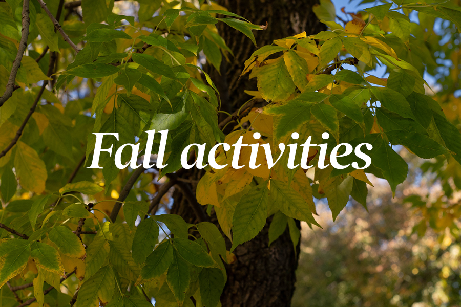 Experience fall: 5 activities to try in Chicago