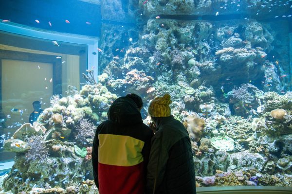 A WONDERFUL TIME. The Shedd Aquarium's Wonder of Water exhibit opened to the public in December, replacing the historical Caribbean Reef. 