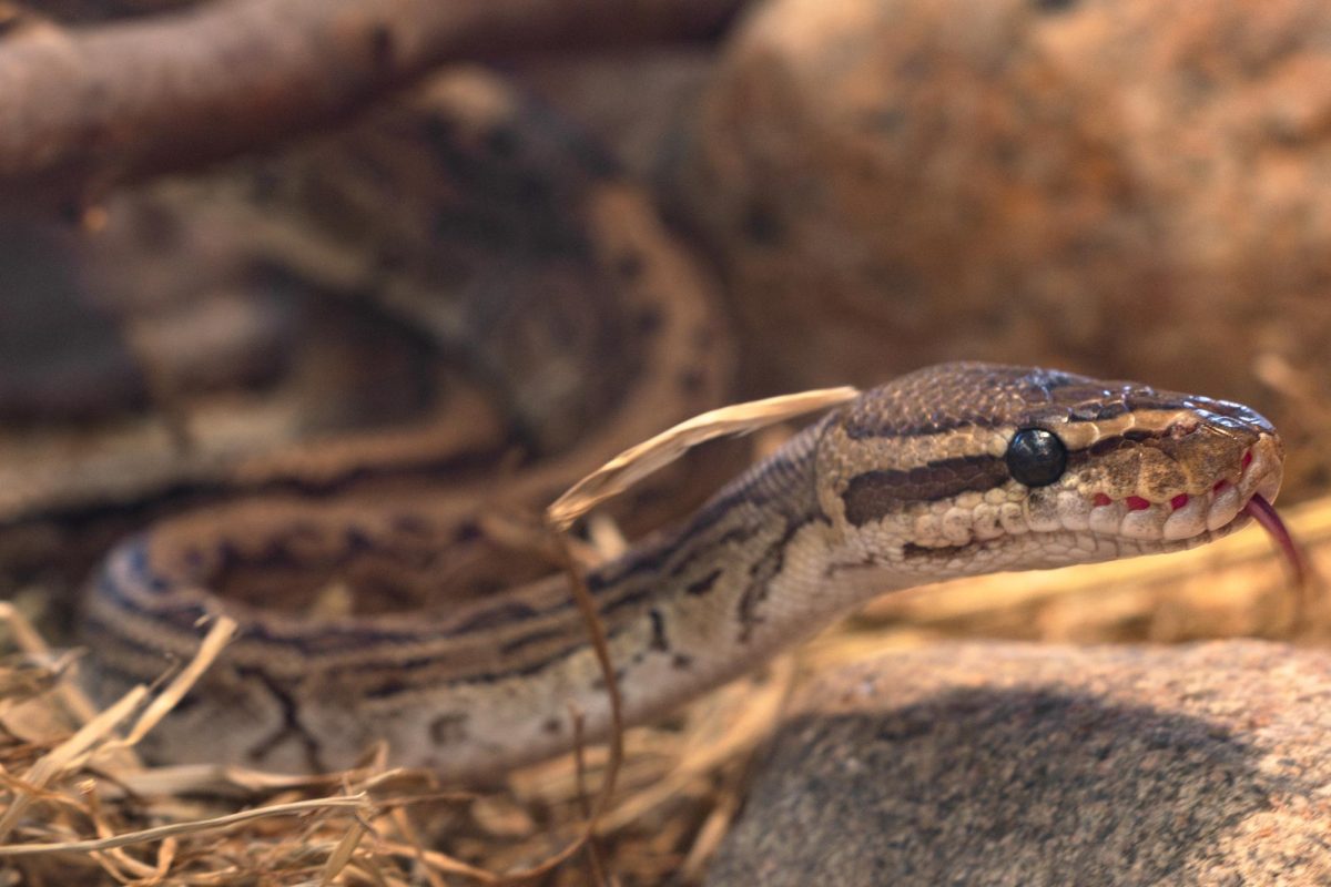 HAPPY AND HEALTHY. U-High's critters have always been a source of delight for students. From snakes to salamanders — these pets are well loved.