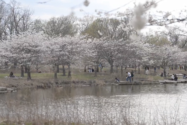 Cherry blossoms in full bloom in Jackson Park.