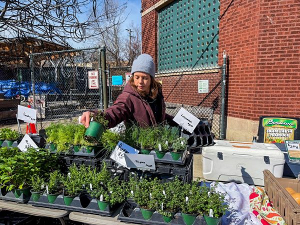 RESTOCKING RESOURCES. Amanda Anderson, a vendor at the Gorman Farm Fresh Produce stand fills in their selection of fresh herbs at the 61st Street Farmers Market on April 11. Their stand has had a presence at the market for 12 years and was outside at the market’s last indoor day of the season, as the weather permitted. Molly Gorman, one of the stand’s owners, said about Link Match, “What’s important as part of the community is to be able to make some of our product more affordable so that everyone has a chance to benefit.”